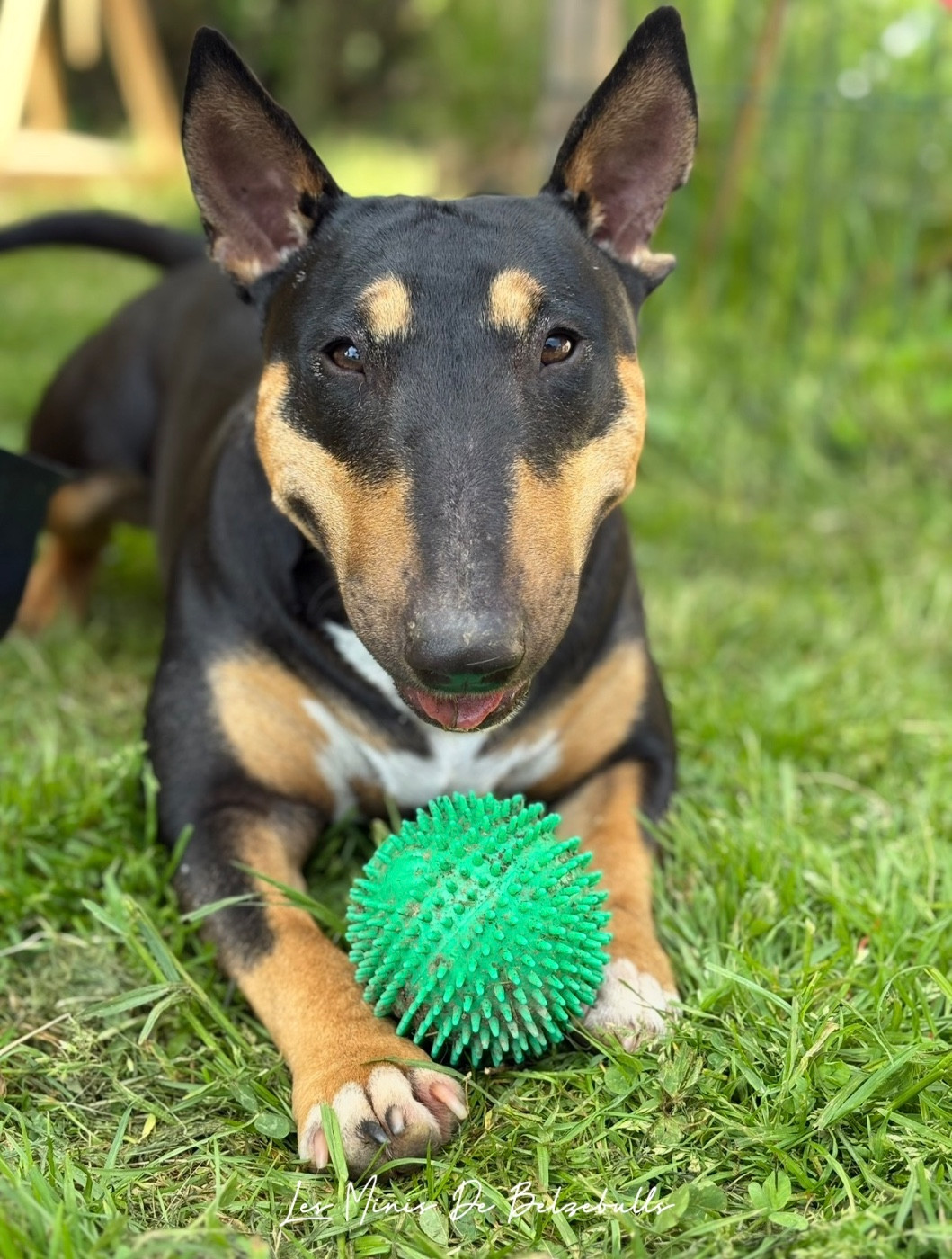Taycone du Paradis Des Mini Bulls