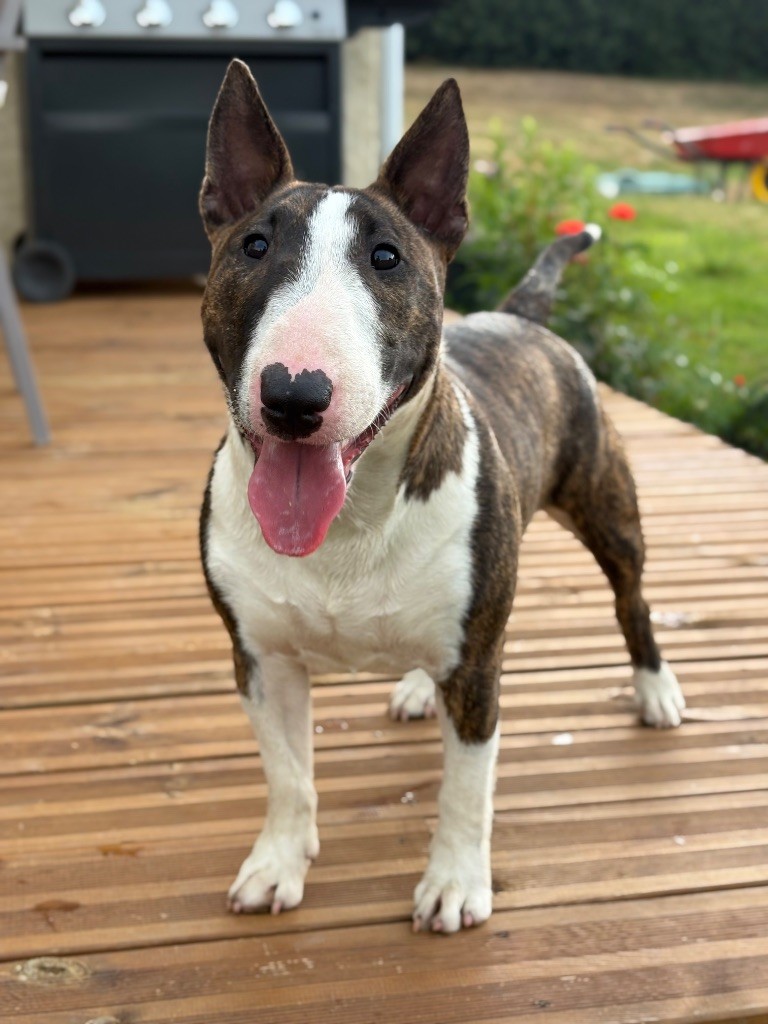 Vicky Des Minis De Belzebulls