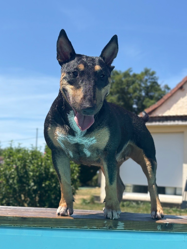 Taycone du Paradis Des Mini Bulls