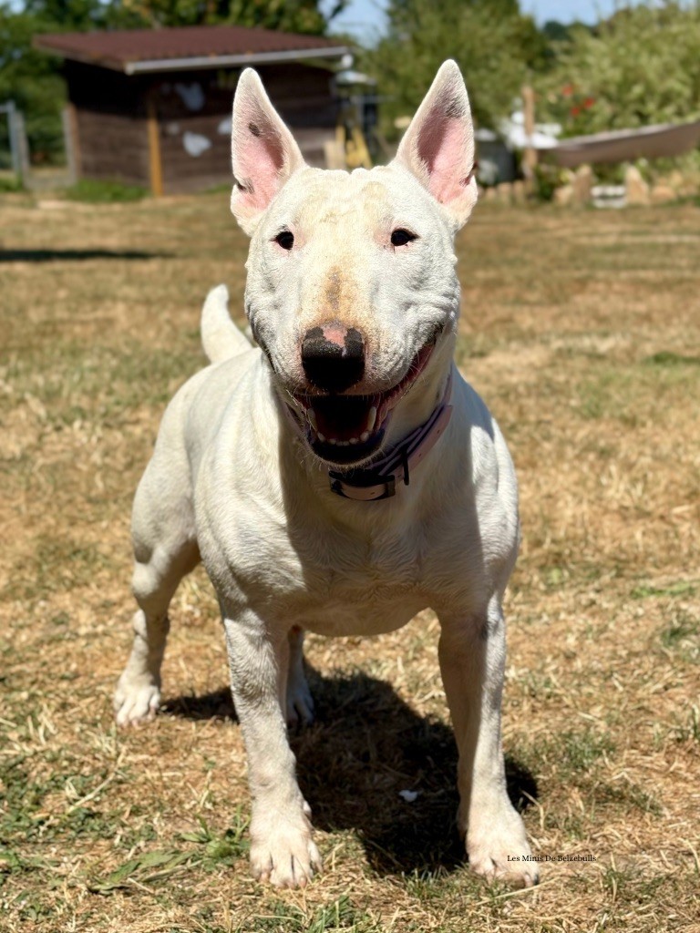 Tessa du Paradis Des Mini Bulls