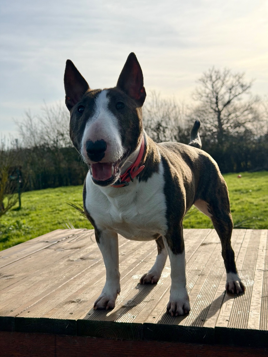 Vicky Des Minis De Belzebulls