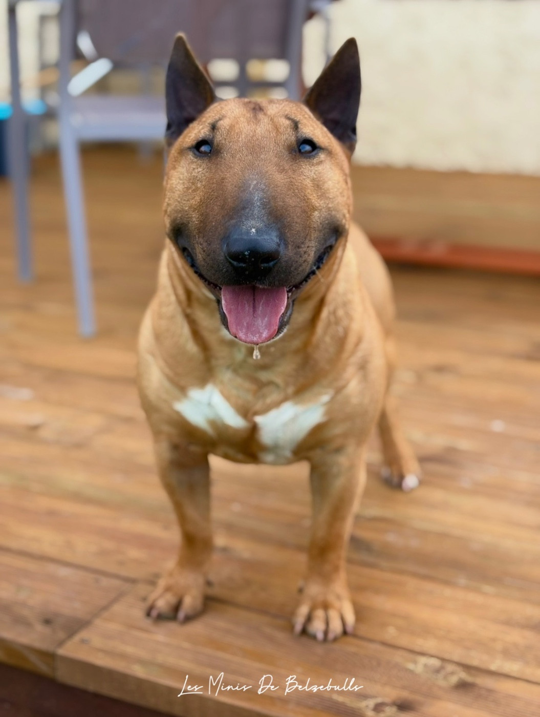 Toronto (Sans Affixe)