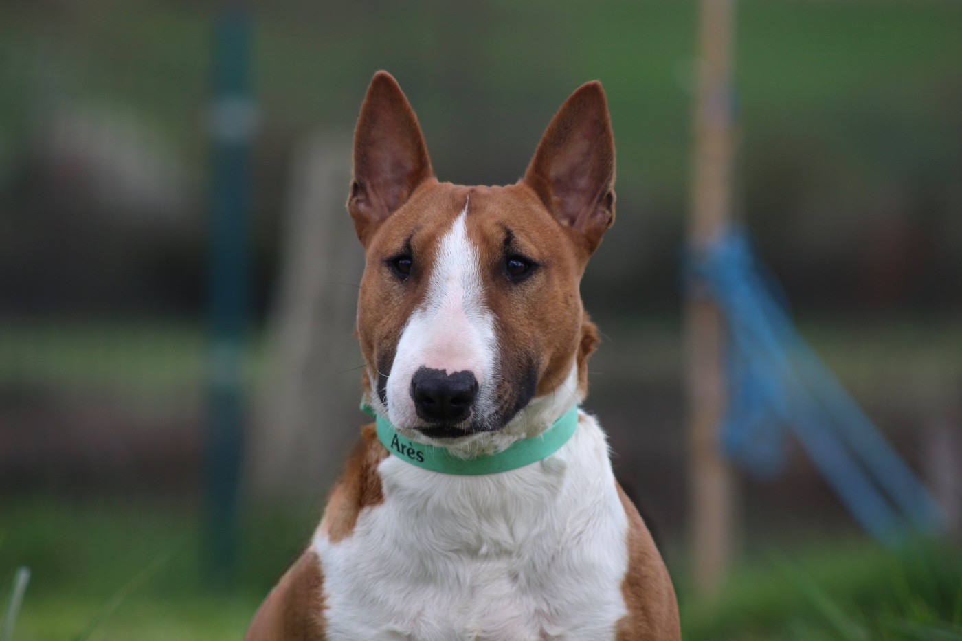 Torrid Blaze venturesome