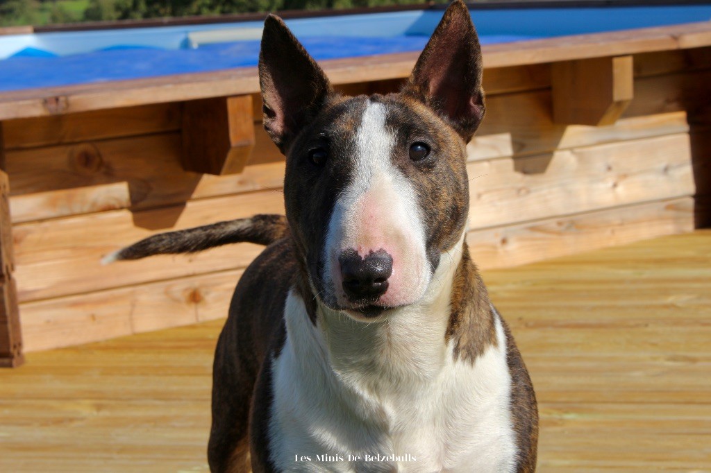 CH. Vicky Des Minis De Belzebulls