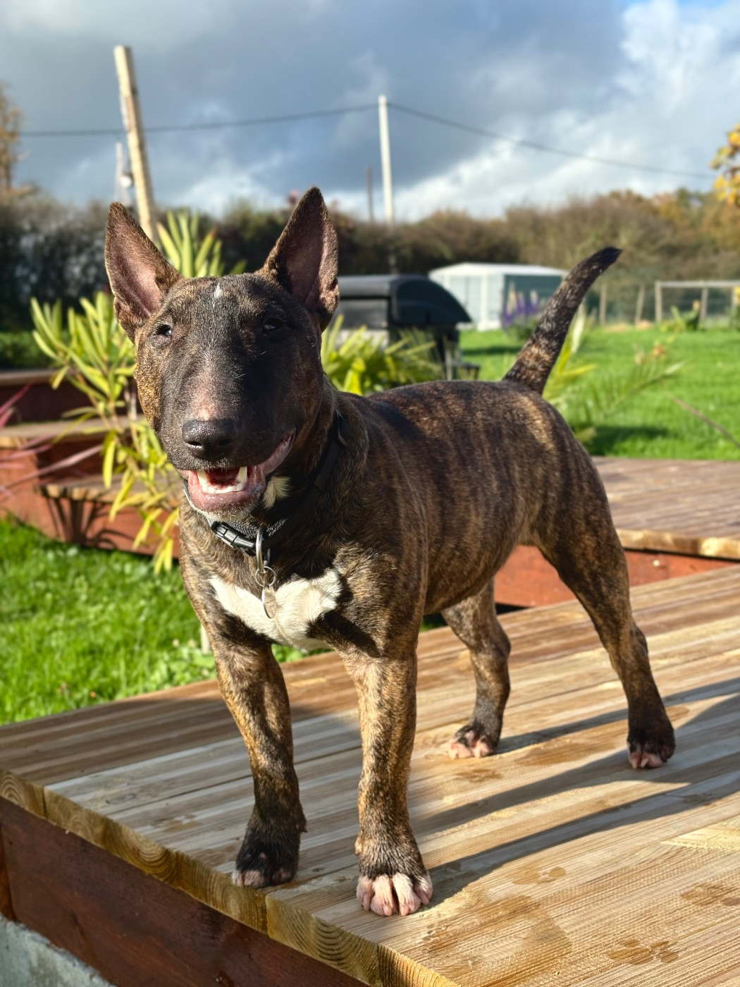 Arkan Des Minis De Belzebulls