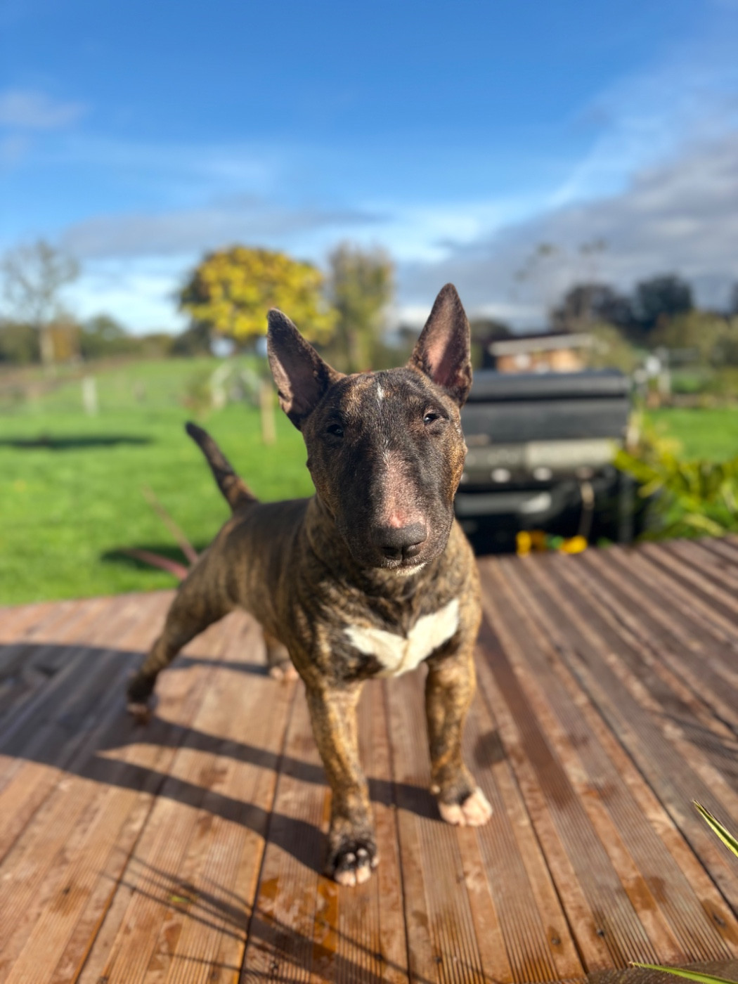 Arkan Des Minis De Belzebulls