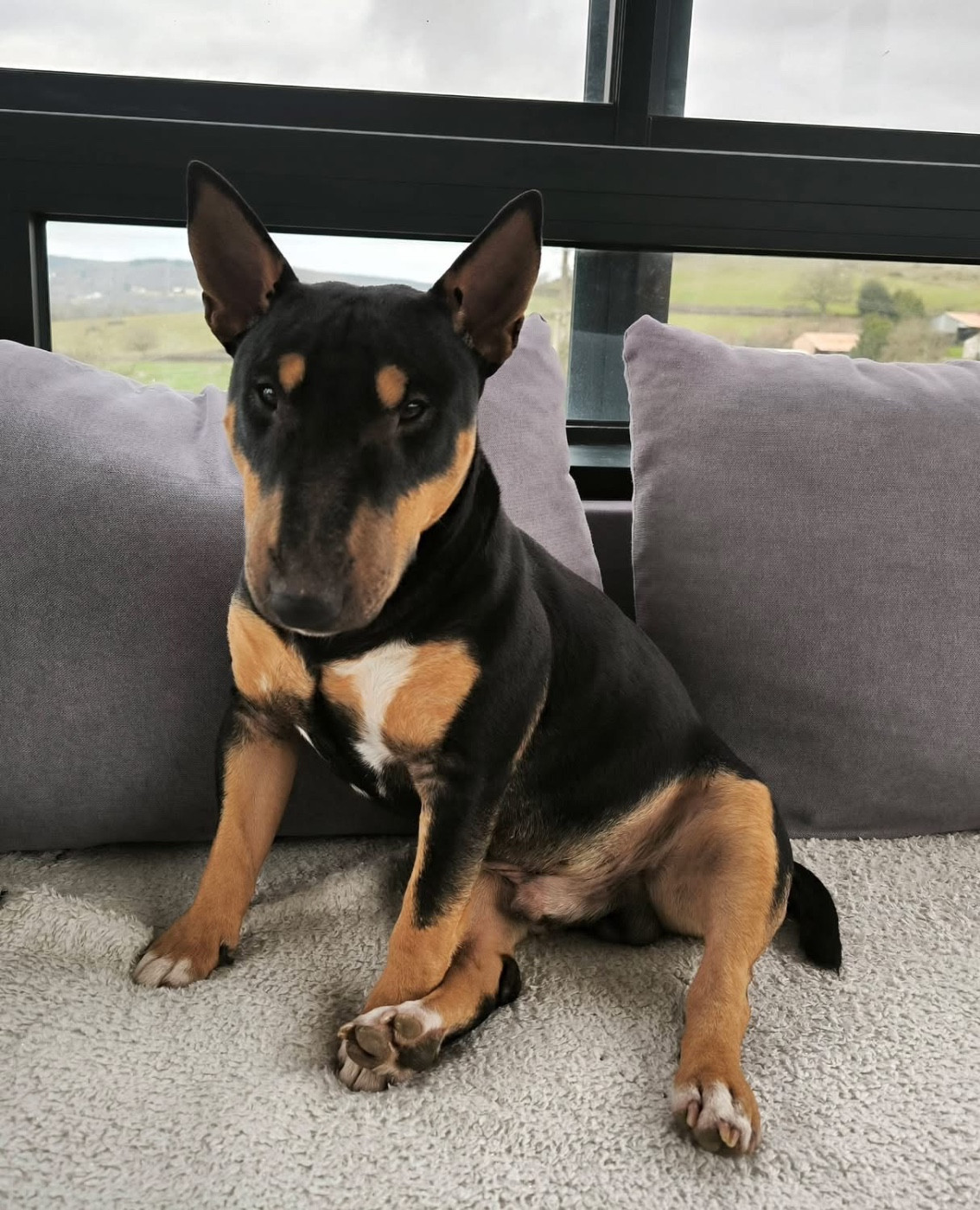 Aldo Des Minis De Belzebulls