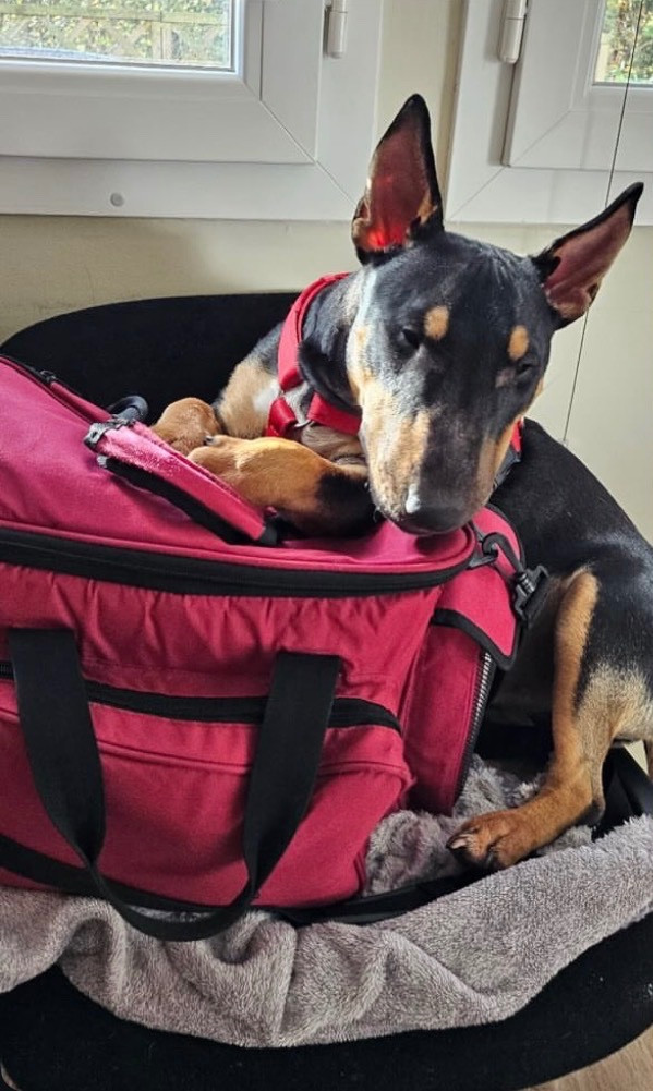 Attila Des Minis De Belzebulls