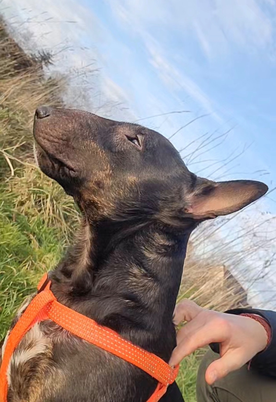 Artus Des Minis De Belzebulls