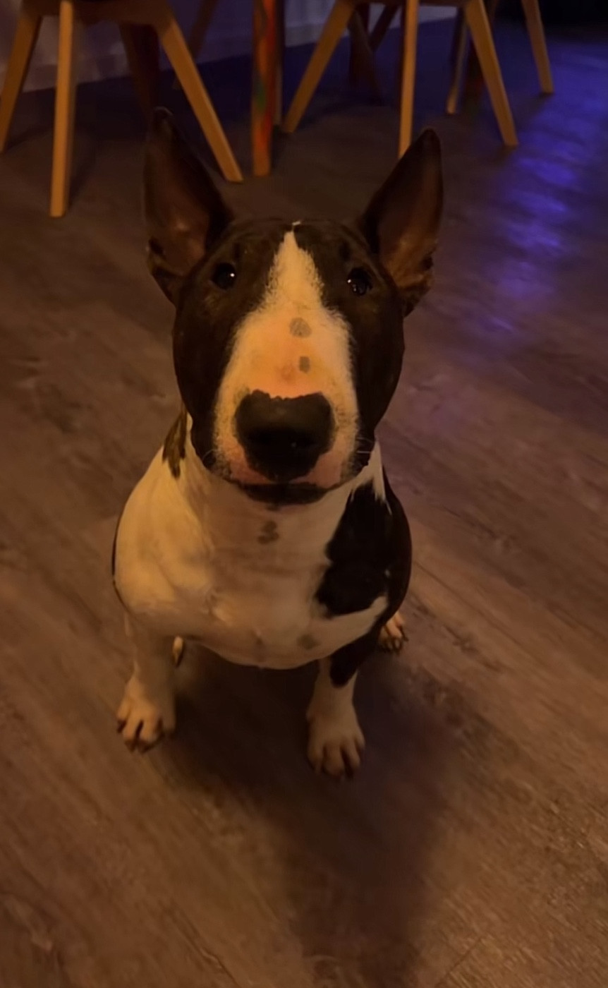 Voltaire Des Minis De Belzebulls