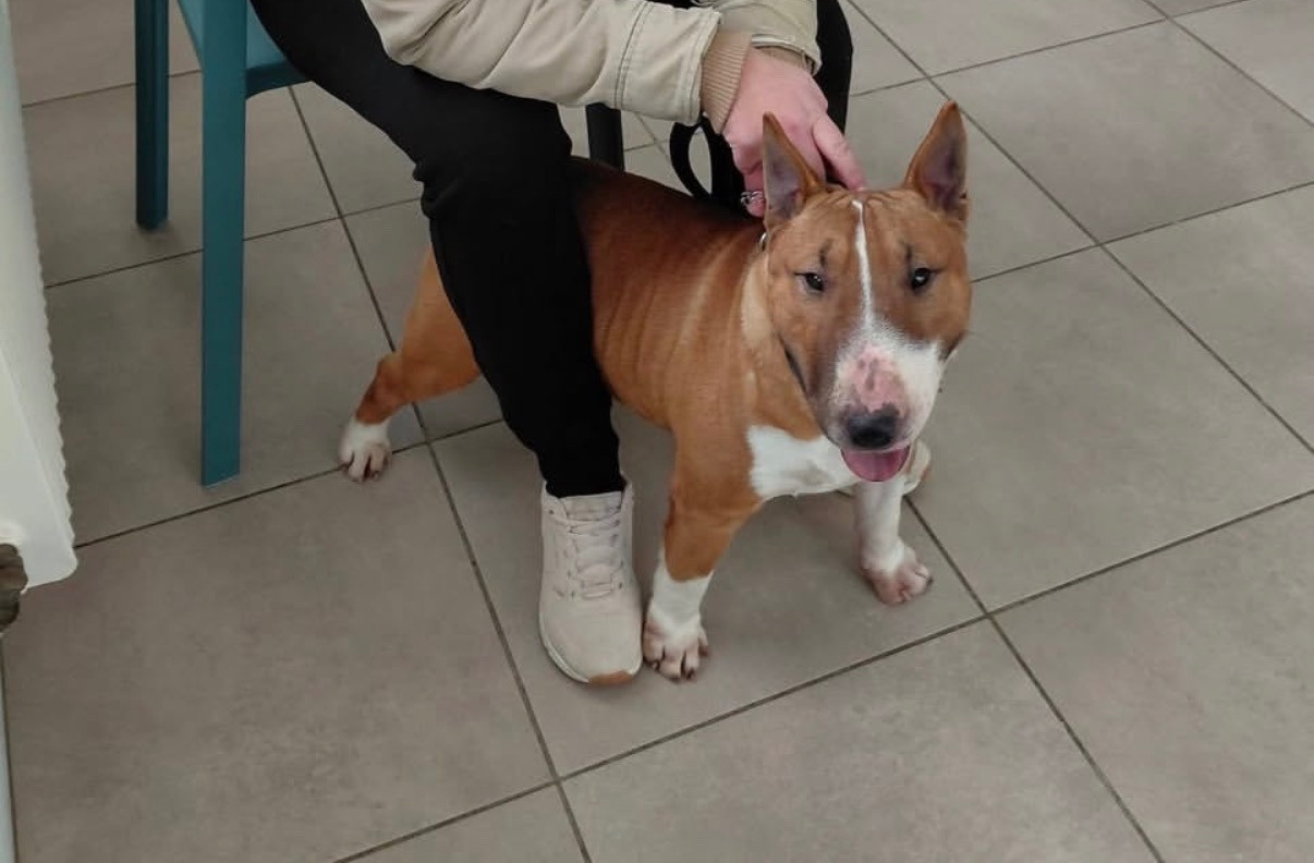 Vagabundo Des Minis De Belzebulls