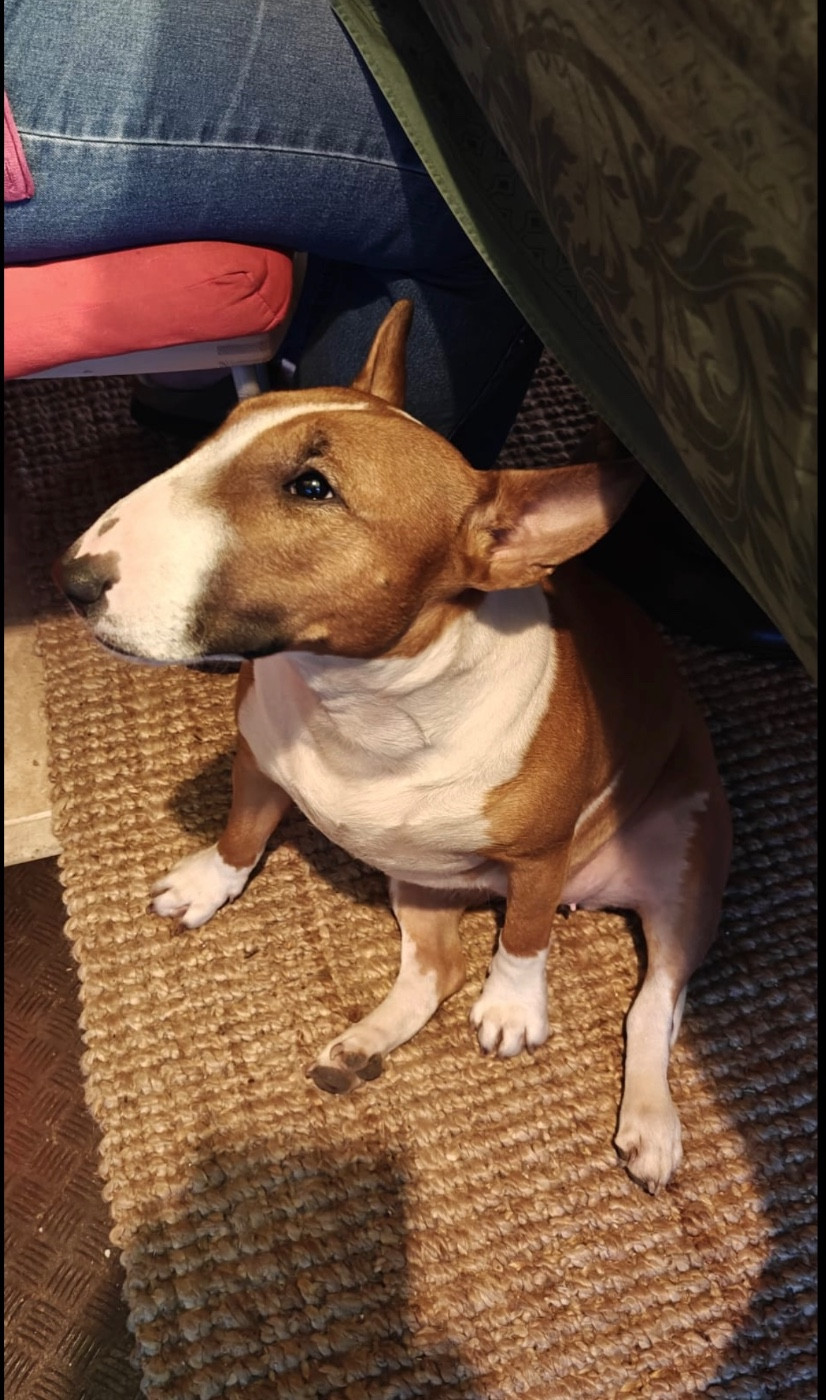 Valeria Des Minis De Belzebulls