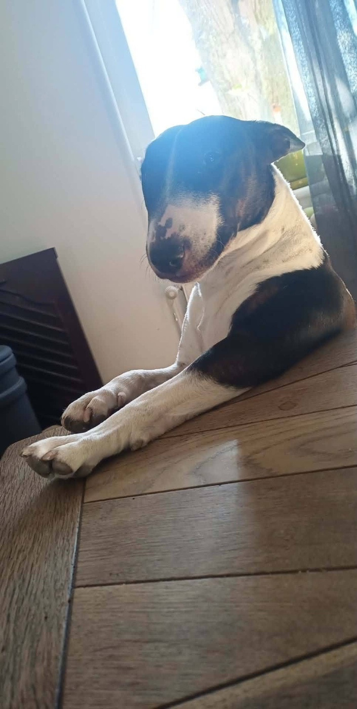 Vanda Des Minis De Belzebulls