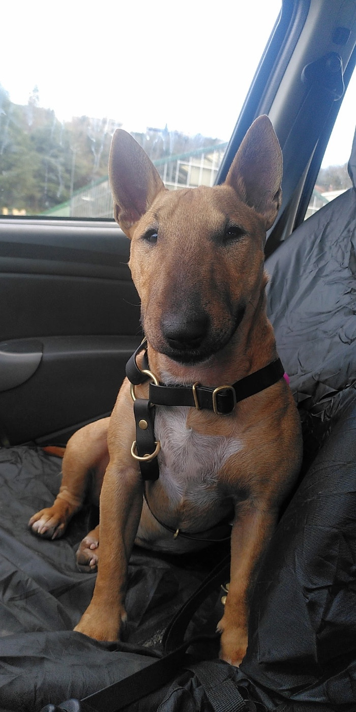 Arizona Des Minis De Belzebulls