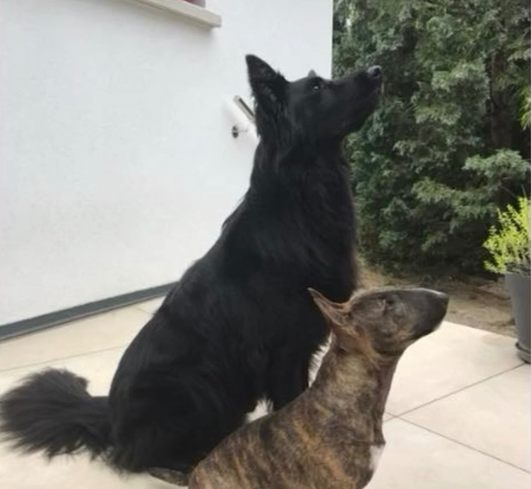 Athena Des Minis De Belzebulls