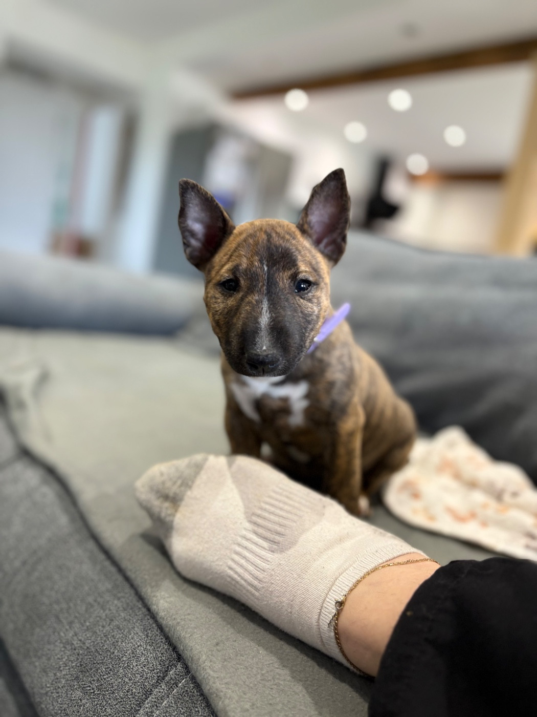 Akira Des Minis De Belzebulls