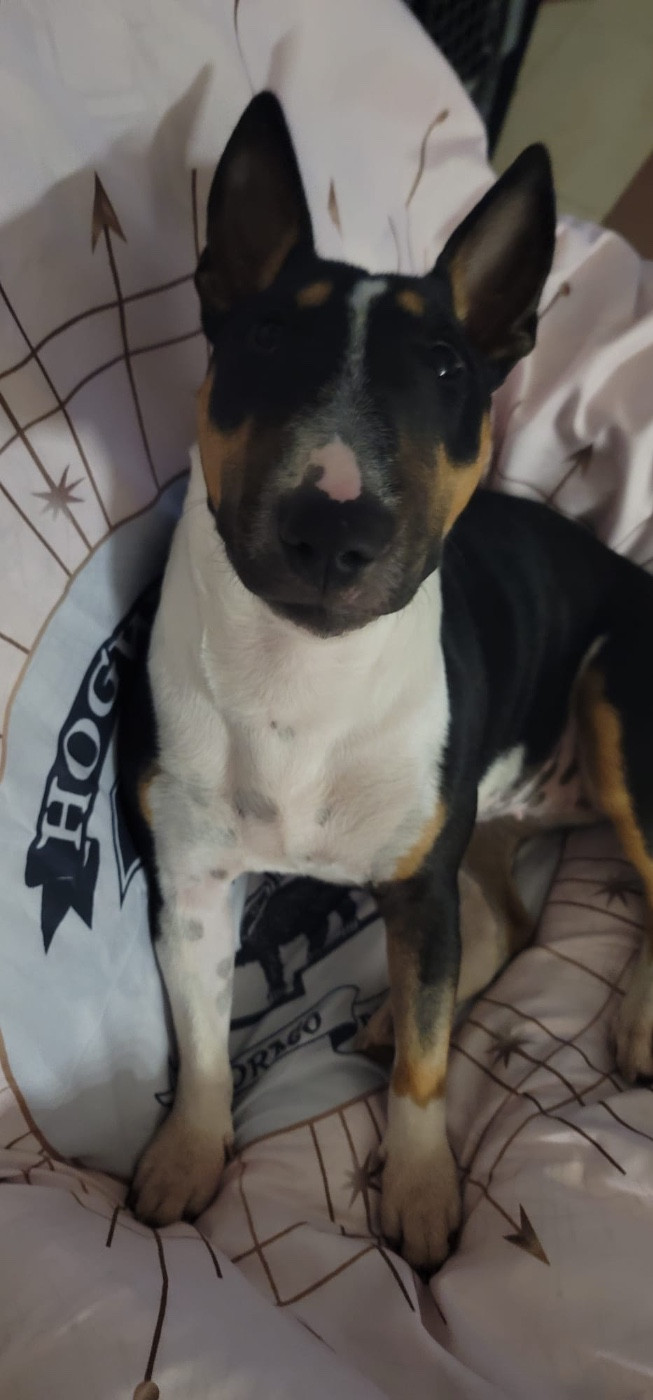 V stella Des Minis De Belzebulls