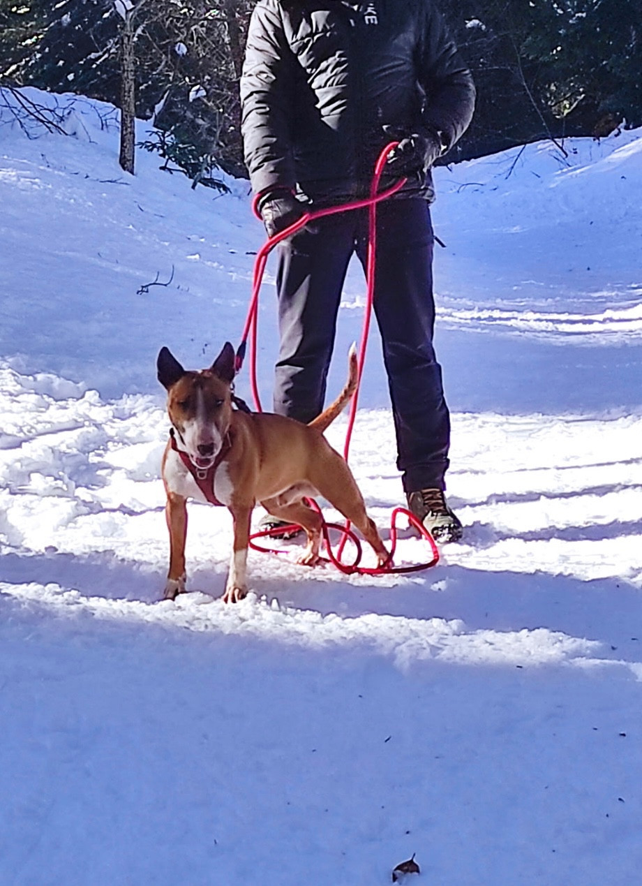 Vaco Des Minis De Belzebulls