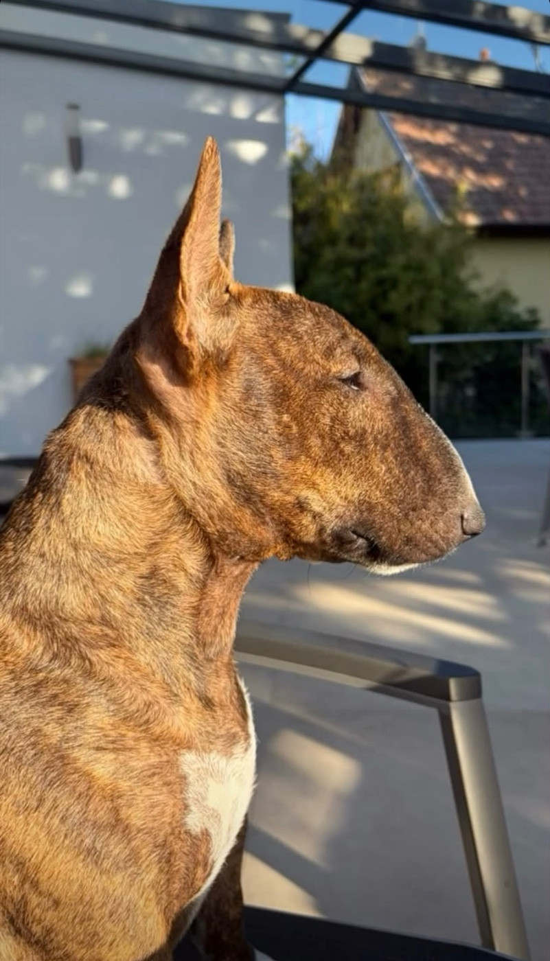 Athena Des Minis De Belzebulls