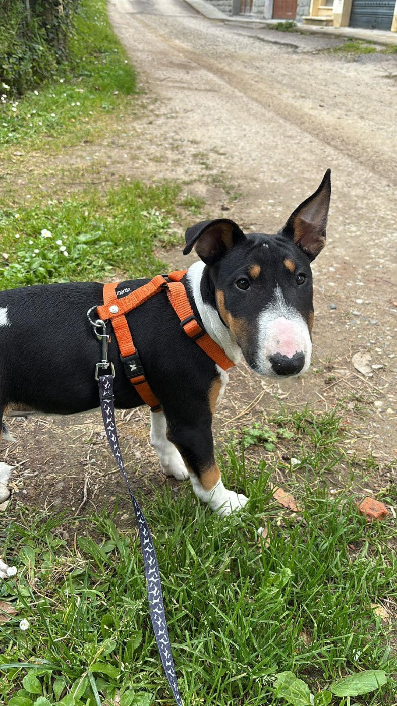 Athena Des Minis De Belzebulls