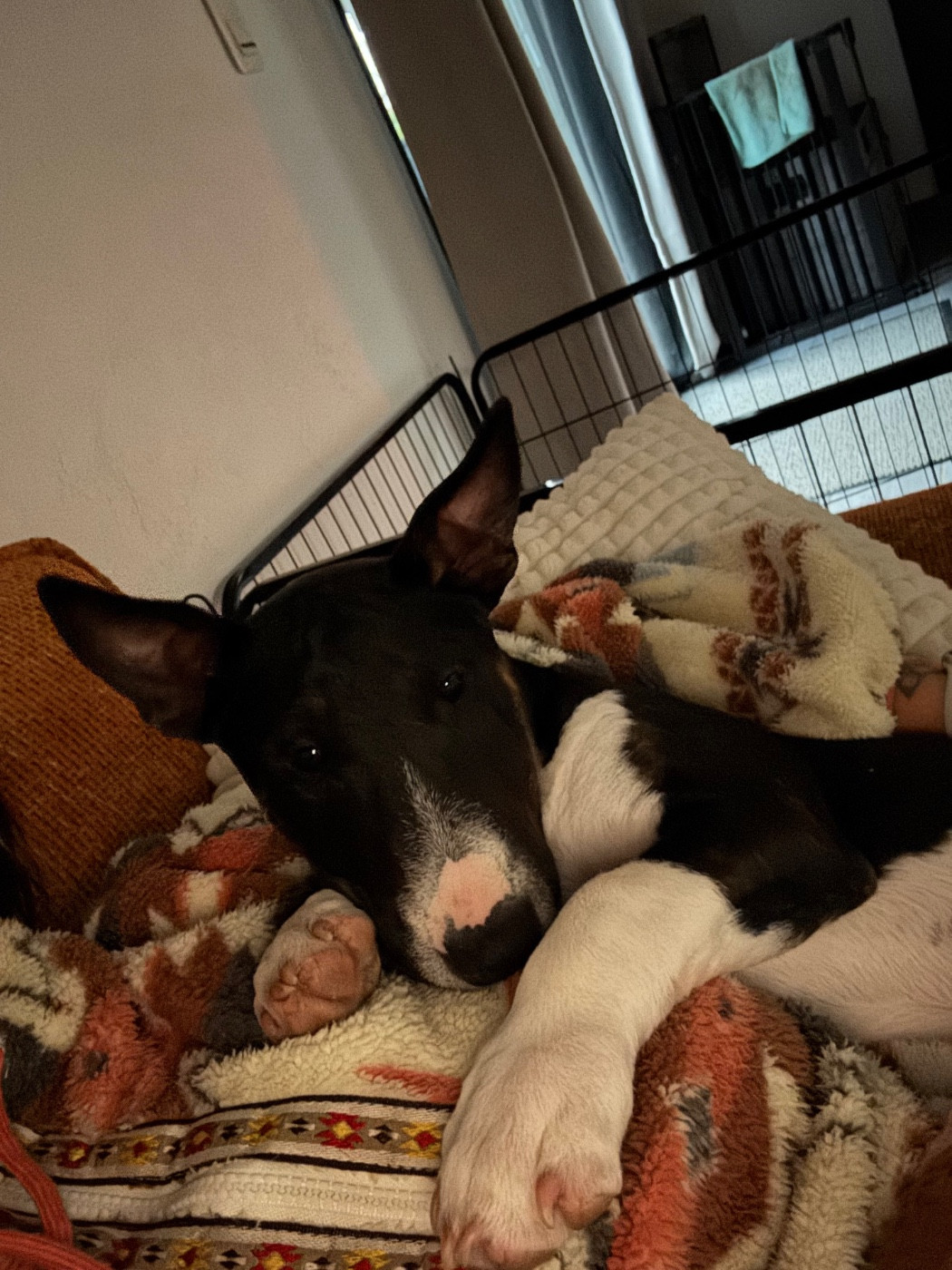 Aika Des Minis De Belzebulls