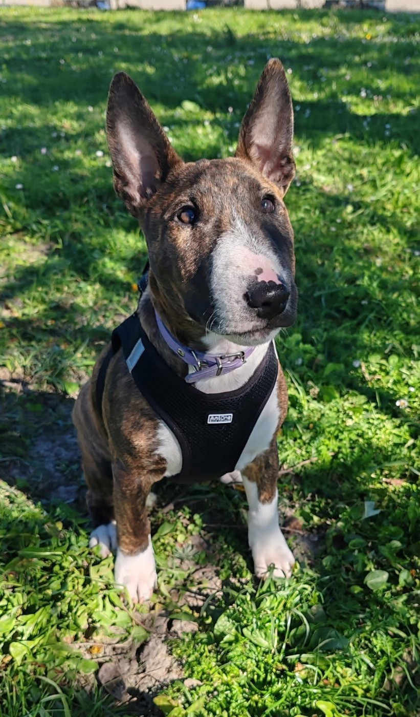 Arya Des Minis De Belzebulls