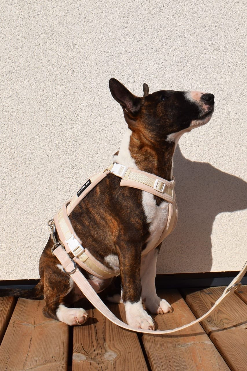 A'Piana Des Minis De Belzebulls