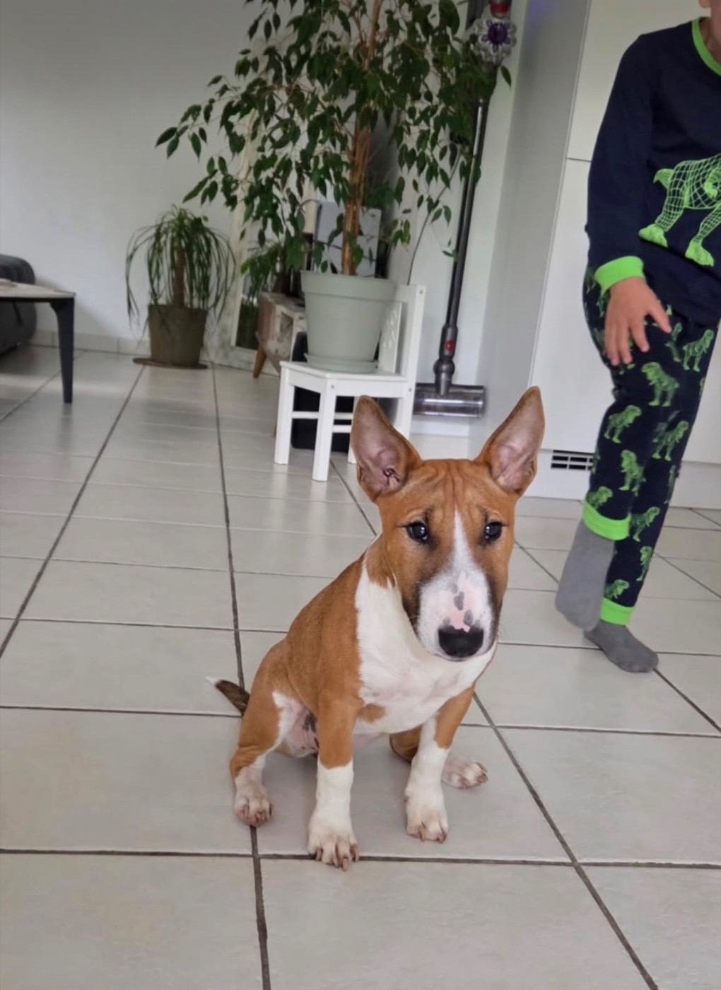 Alya Des Minis De Belzebulls