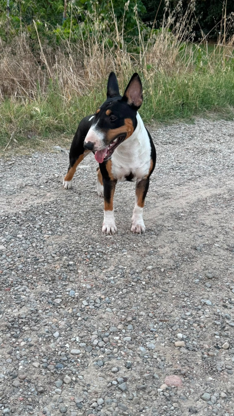 Athena Des Minis De Belzebulls