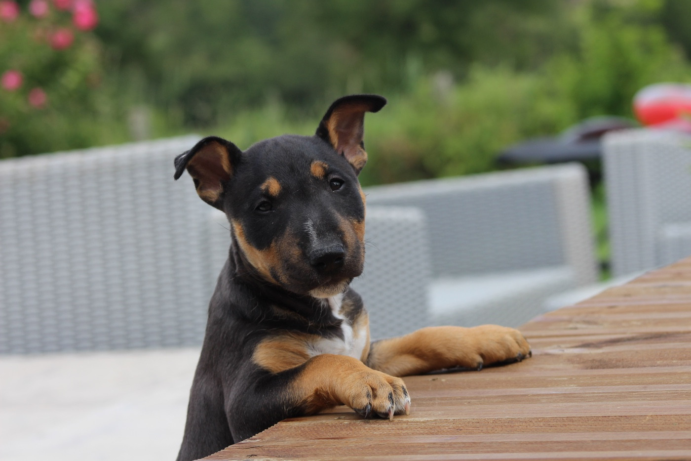 Blue Des Minis De Belzebulls