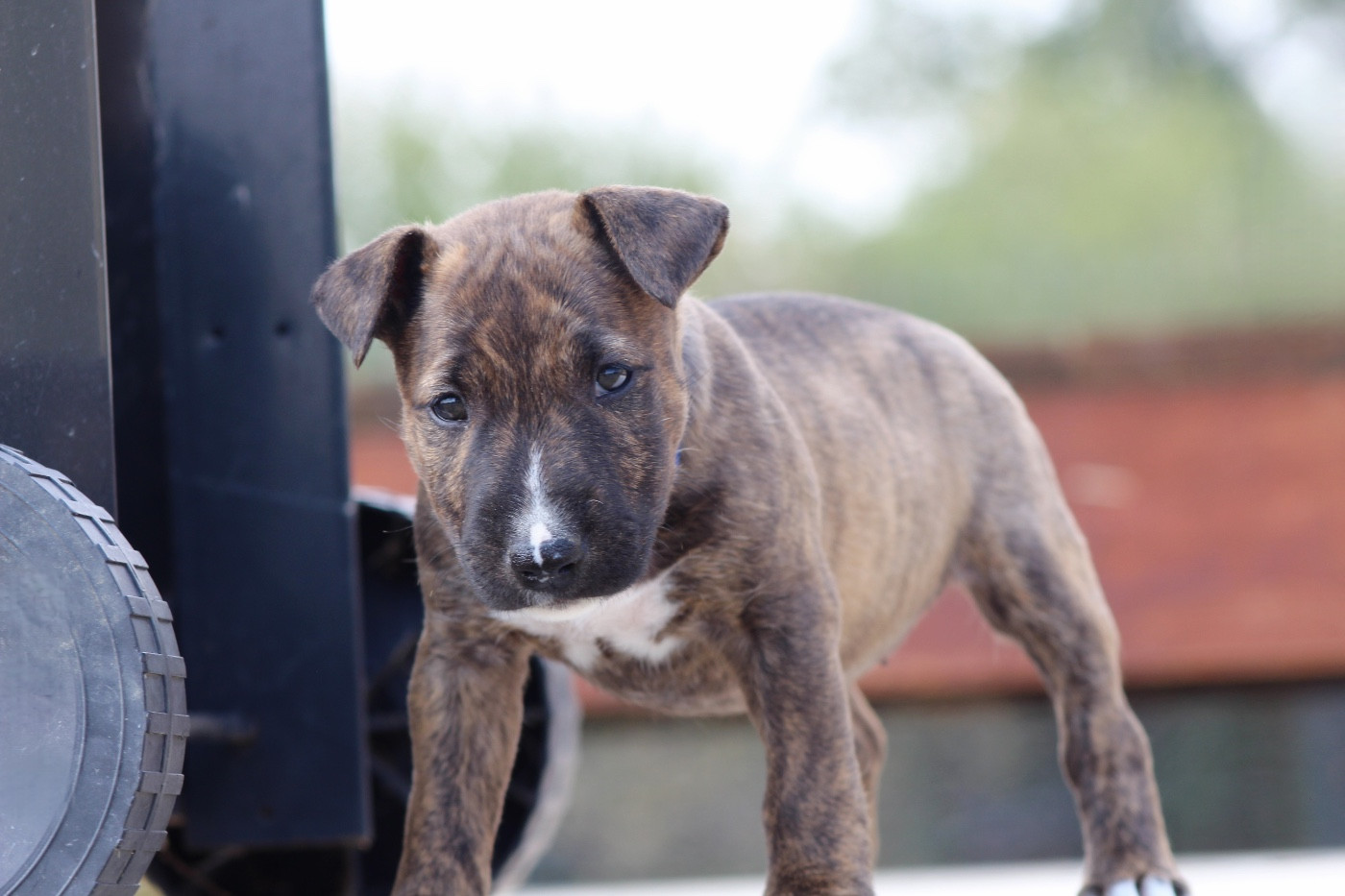 Boo Des Minis De Belzebulls