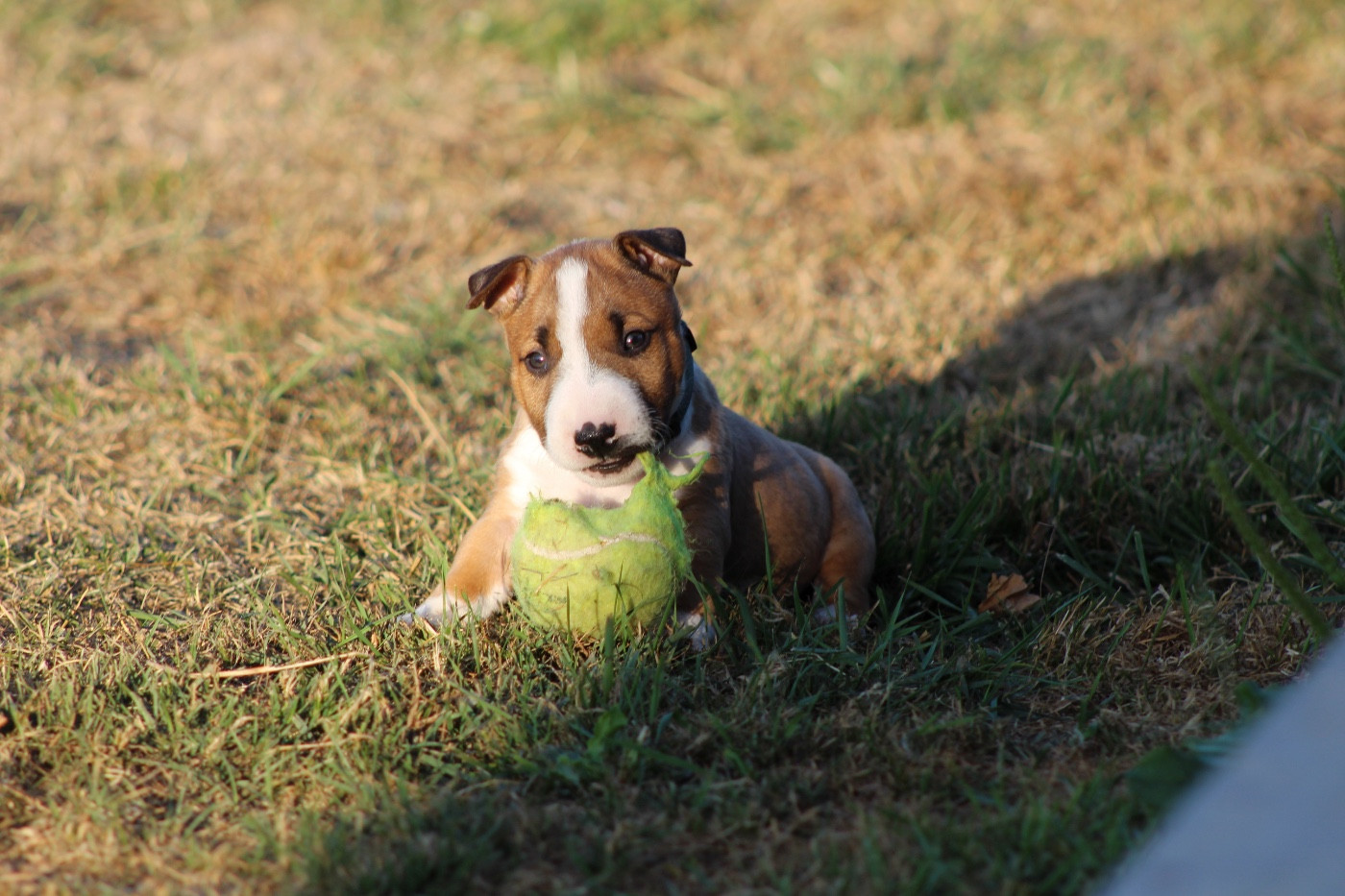 Bob Des Minis De Belzebulls