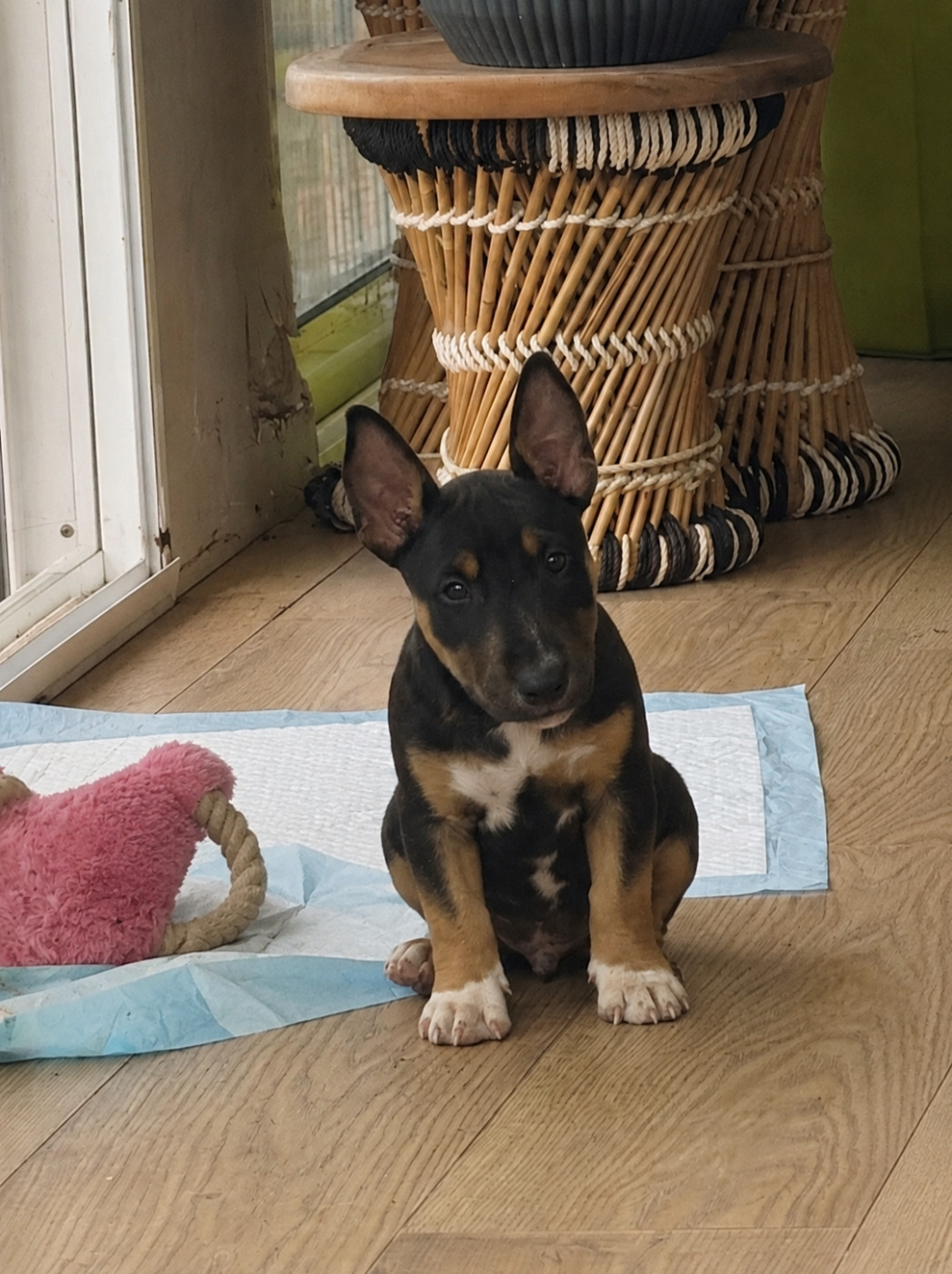 Barbie Girl Des Minis De Belzebulls