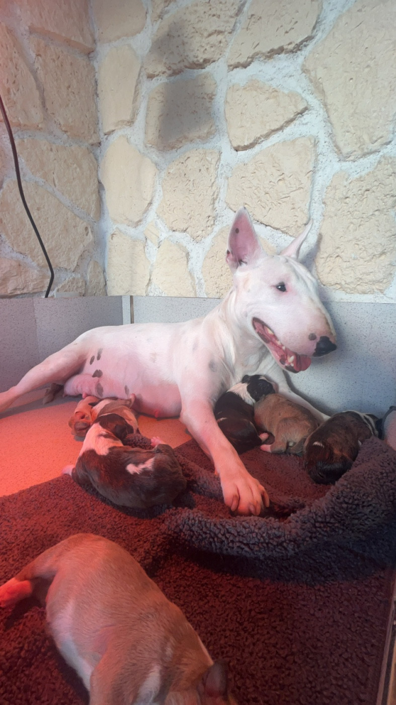 Tessa x Toronto 2024