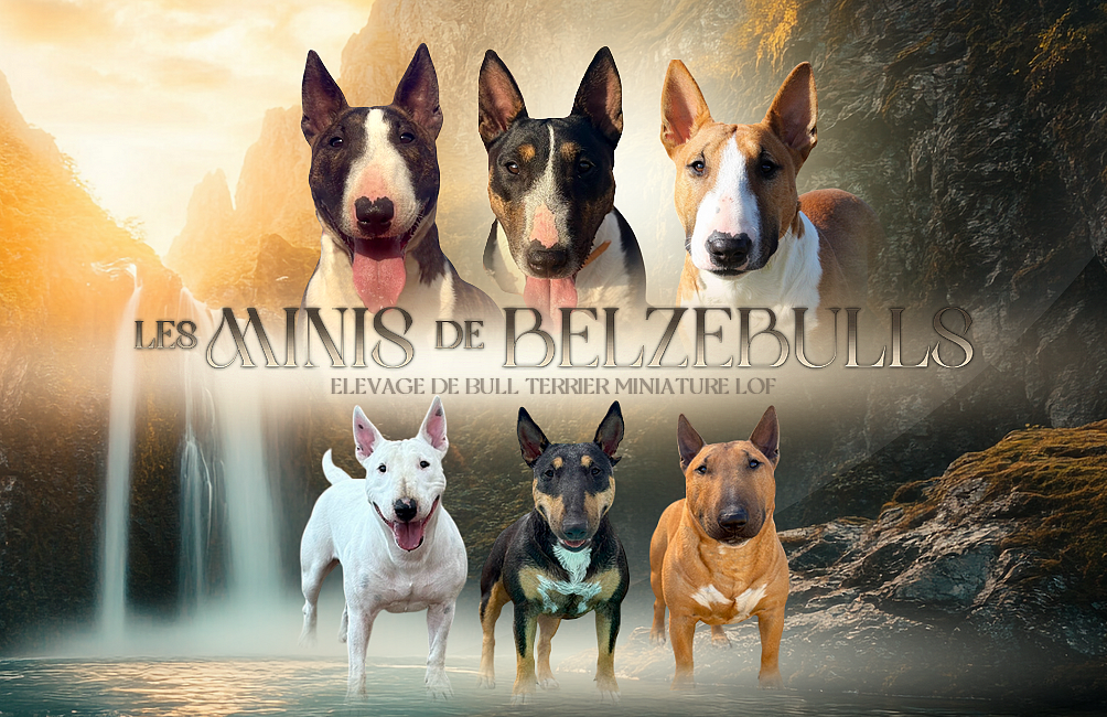 Des Minis De Belzebulls