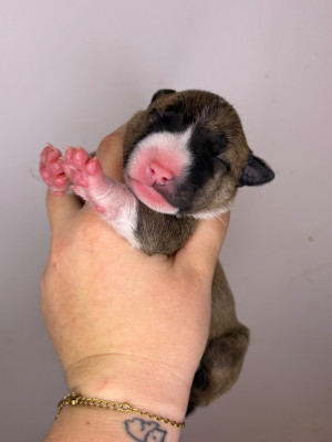 ARYA